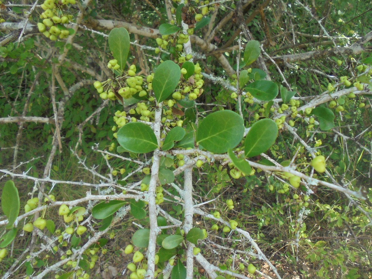 Gymnosporia emarginata (Willd.) Thwaites